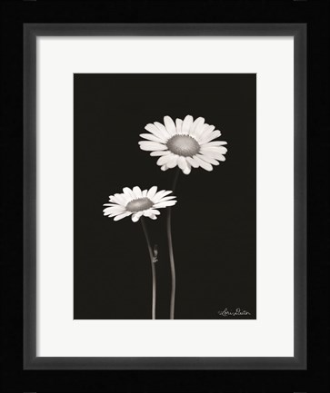 Framed Pair of Daisies Print