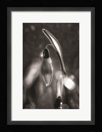 Framed Snowdrops in Black &amp; White Print