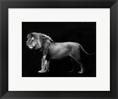 Framed Panthera Leo Print