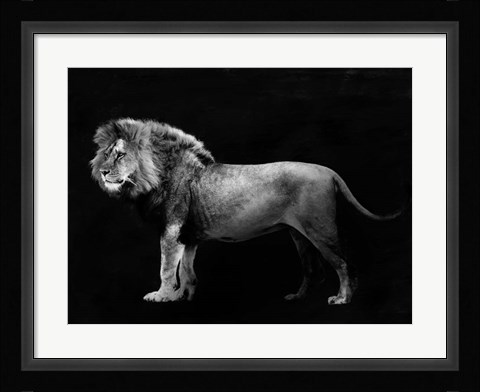 Framed Panthera Leo Print