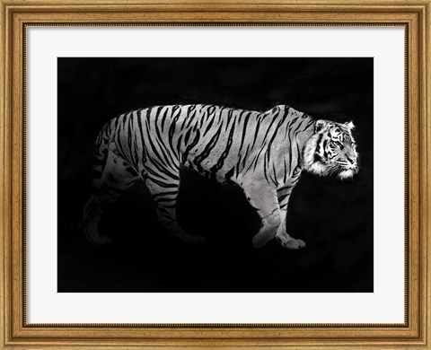 Framed Panthera Tigris Print