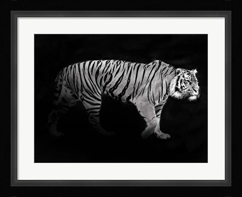 Framed Panthera Tigris Print