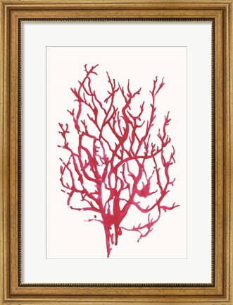 Framed Red Reef Coral I Print