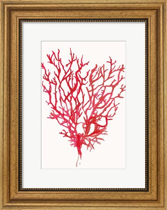 Framed Red Reef Coral II Print