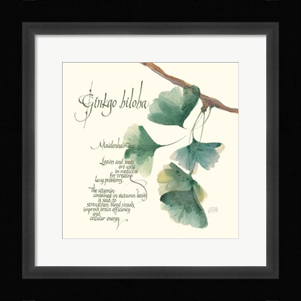 Framed Ginkgo Biloba Print