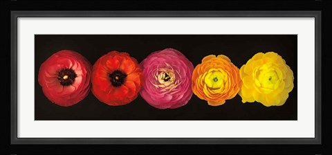 Framed Ranunculus Print