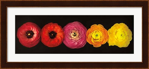 Framed Ranunculus Print