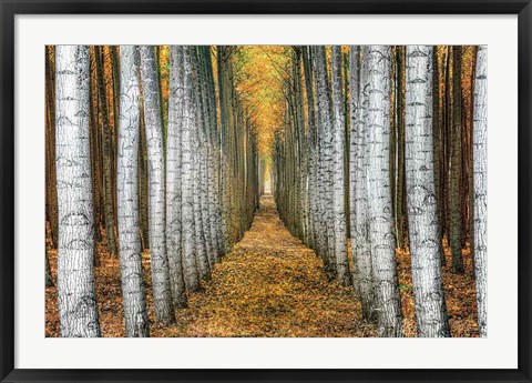 Framed Tree Farm Print