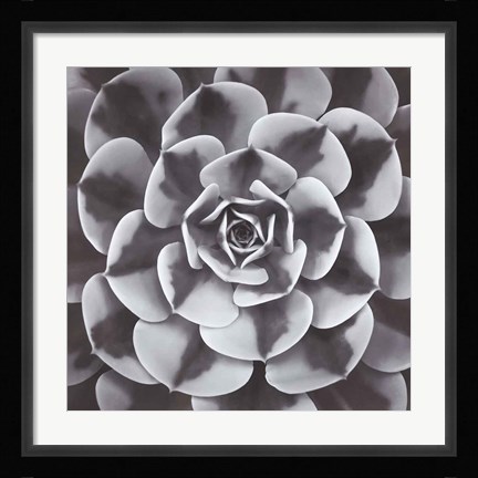 Framed Natural Designs III Print