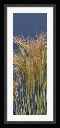 Framed Cheat - Grass Print