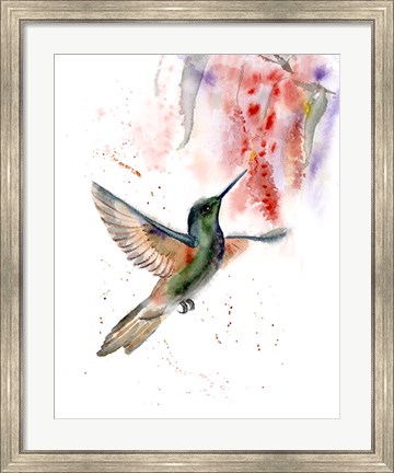 Framed Hummingbird II Print