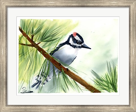 Framed Woodpecker II Print