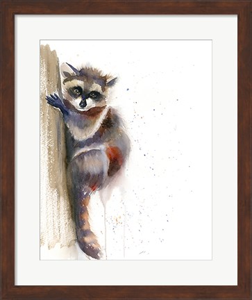 Framed Raccoon II Print
