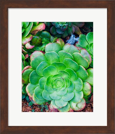 Framed Succulent IV Print