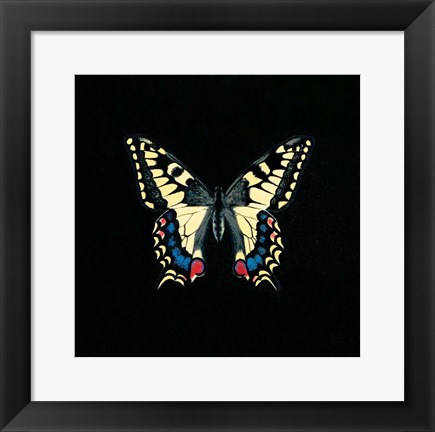 Framed Butterfly on Black Print
