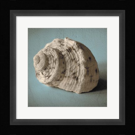 Framed Seashell Study I Print