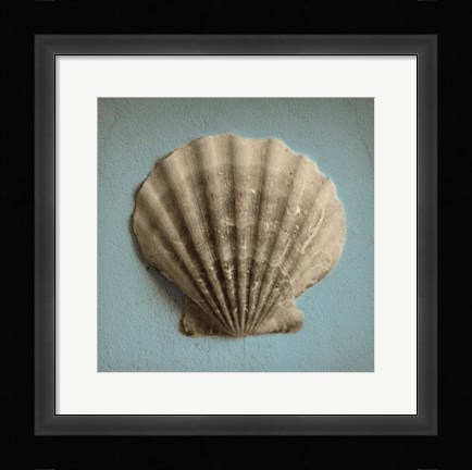 Framed Seashell Study II Print