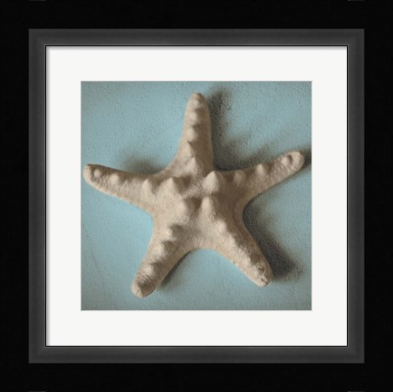 Framed Seashell Study III Print