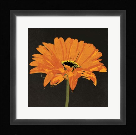 Framed Midnight Gerbera II Print