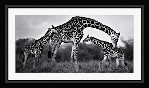 Framed Giraffe Family Print