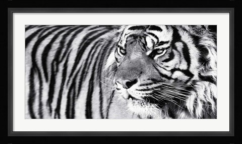 Framed Tiger Eyes Print