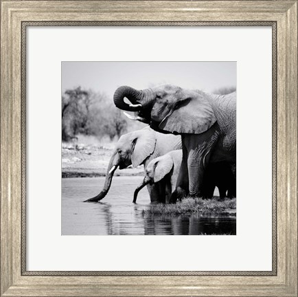 Framed Namibia Elephants Print