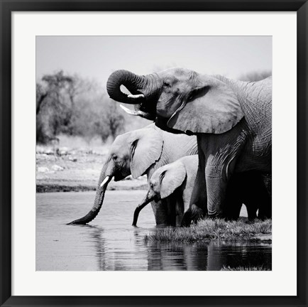 Framed Namibia Elephants Print