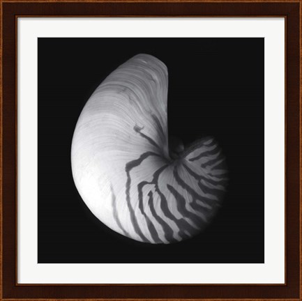 Framed Shell Collection III Print