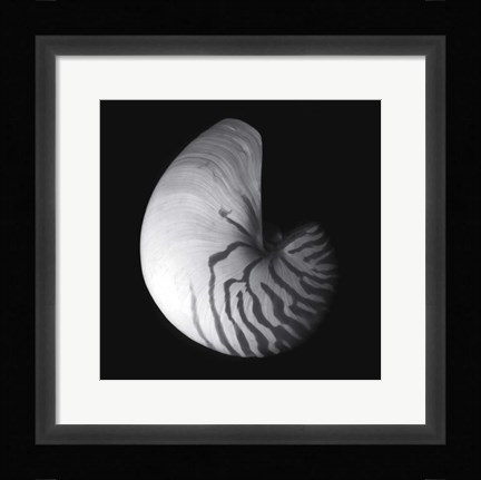 Framed Shell Collection III Print