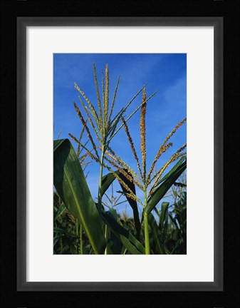 Framed Corn Stalks Print