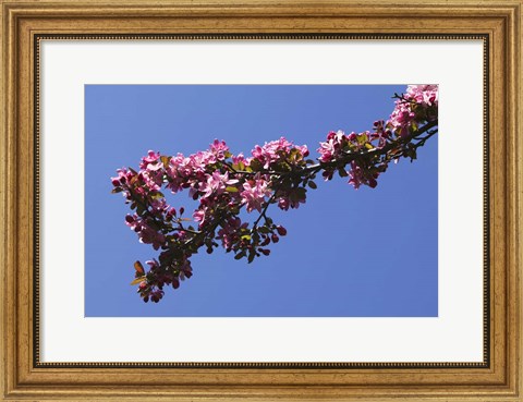 Framed Flowering Tree Branch, Blue Sky, North Carolina Print