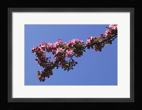 Framed Flowering Tree Branch, Blue Sky, North Carolina Print