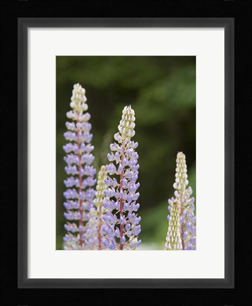 Framed Lupine, Vancouver Island, Canada Print
