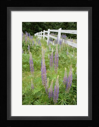 Framed Vancouver Island Lupine, British Columbia, Canada Print