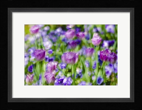 Framed Tulips At Claude Monet House And Gardens, Giverny, France Print