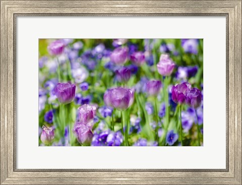 Framed Tulips At Claude Monet House And Gardens, Giverny, France Print
