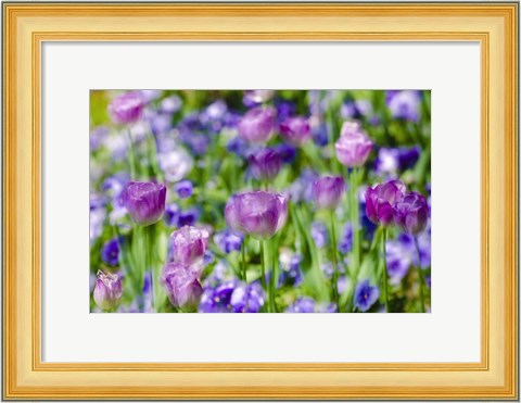 Framed Tulips At Claude Monet House And Gardens, Giverny, France Print