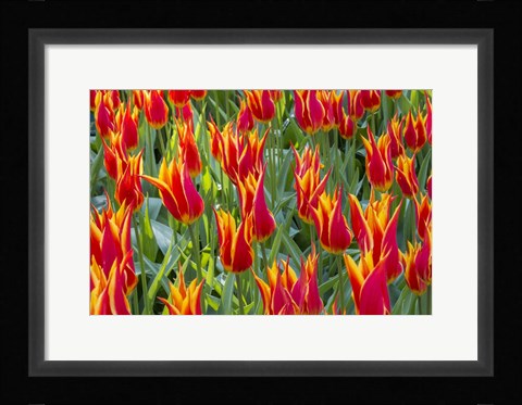 Framed Keukenhof Gardens Netherlands Print