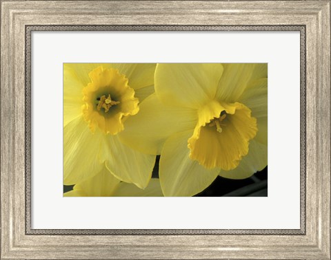 Framed Cache Valley Daffodils, Utah Print