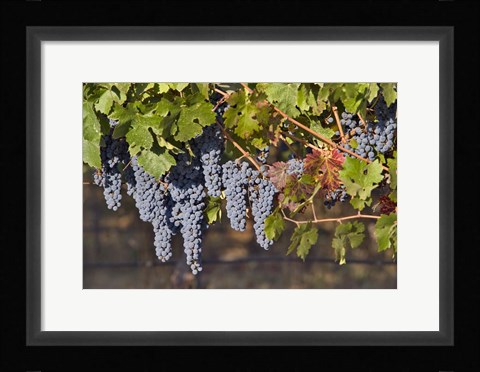 Framed Close Up Of Cabernet Sauvignon Grapes In The Haras De Pirque Vineyard, Chile, South America Print