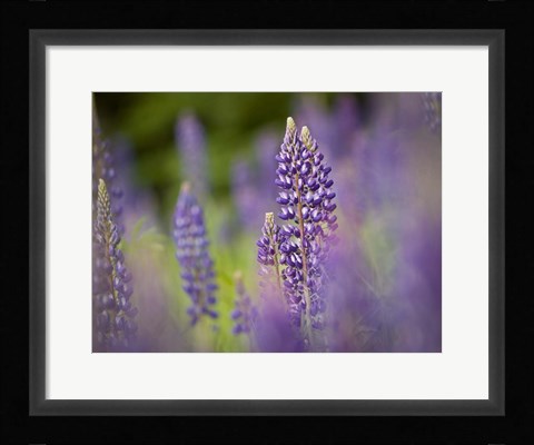 Framed Lupine Near Silver Bay, Northeastern Minnesota 1 Print
