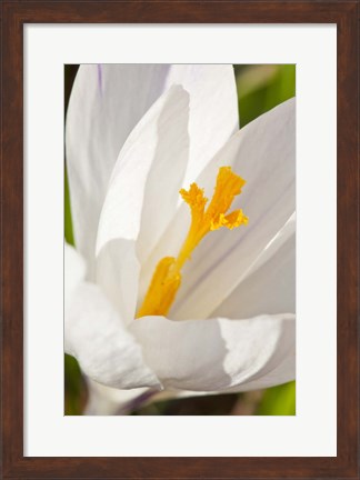 Framed White Crocus In A Garden In Portsmouth, New Hampshire Print