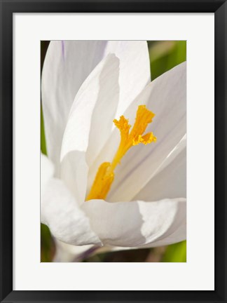 Framed White Crocus In A Garden In Portsmouth, New Hampshire Print