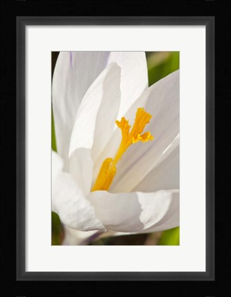 Framed White Crocus In A Garden In Portsmouth, New Hampshire Print