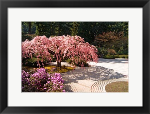 Framed Cherry Tree Blossoms Over A Rock Garden In The Japanese Gardens In Portland's Washington Park, Oregon Print