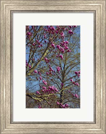 Framed Magnolia Blossoms, Oregon Garden, Silverton, Oregon Print