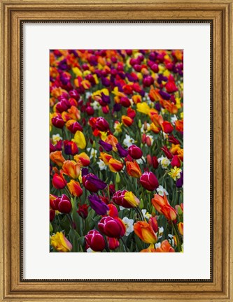 Framed Wind Blows A Field Of Multi-Colored Tulips, Mount Vernon, Washington State Print