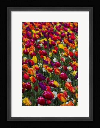 Framed Wind Blows A Field Of Multi-Colored Tulips, Mount Vernon, Washington State Print