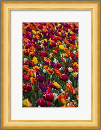 Framed Wind Blows A Field Of Multi-Colored Tulips, Mount Vernon, Washington State Print