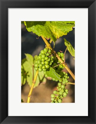 Framed Pinot Gris Wine Grapes Ripen At A Whidbey Island Vineyard, Washington Print